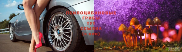 гашик Алексин